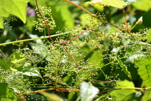 DSC 0007