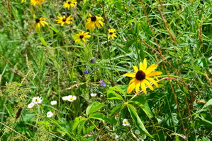 DSC 0075