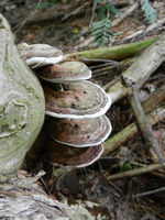 DSCN1366
