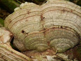 DSCN1375