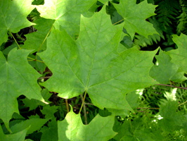 DSC01557