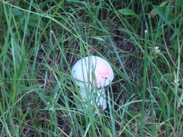 DSC00876