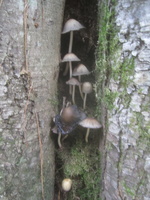 IMG 4740