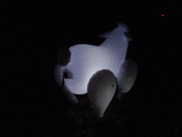 DSCN0019