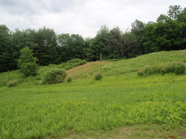field looking towards woods