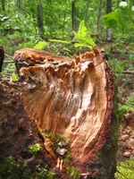 IMG 4233