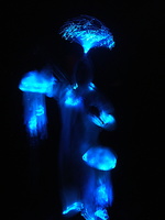 DSCF0539a