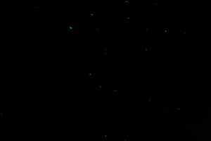 Firefly 2007 - 30