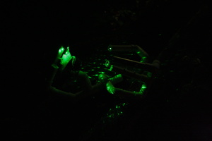 Firefly 2007 - 54