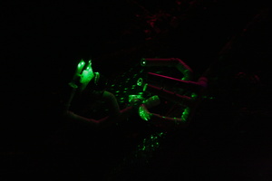 Firefly 2007 - 55