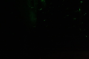 Firefly 2007 - 60