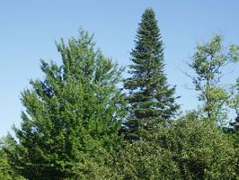 tree tops