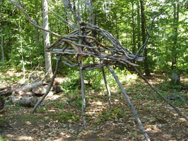 woodland firefly