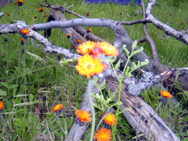 FF06 flor2