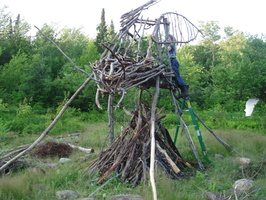 THE firefly