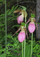 ladyslipper
