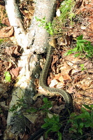 snak