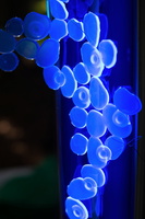 7624 firefly2013-40 400x600